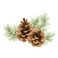 pine cone pine cone