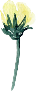 Flora (3)
