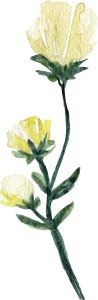 Flora (4)